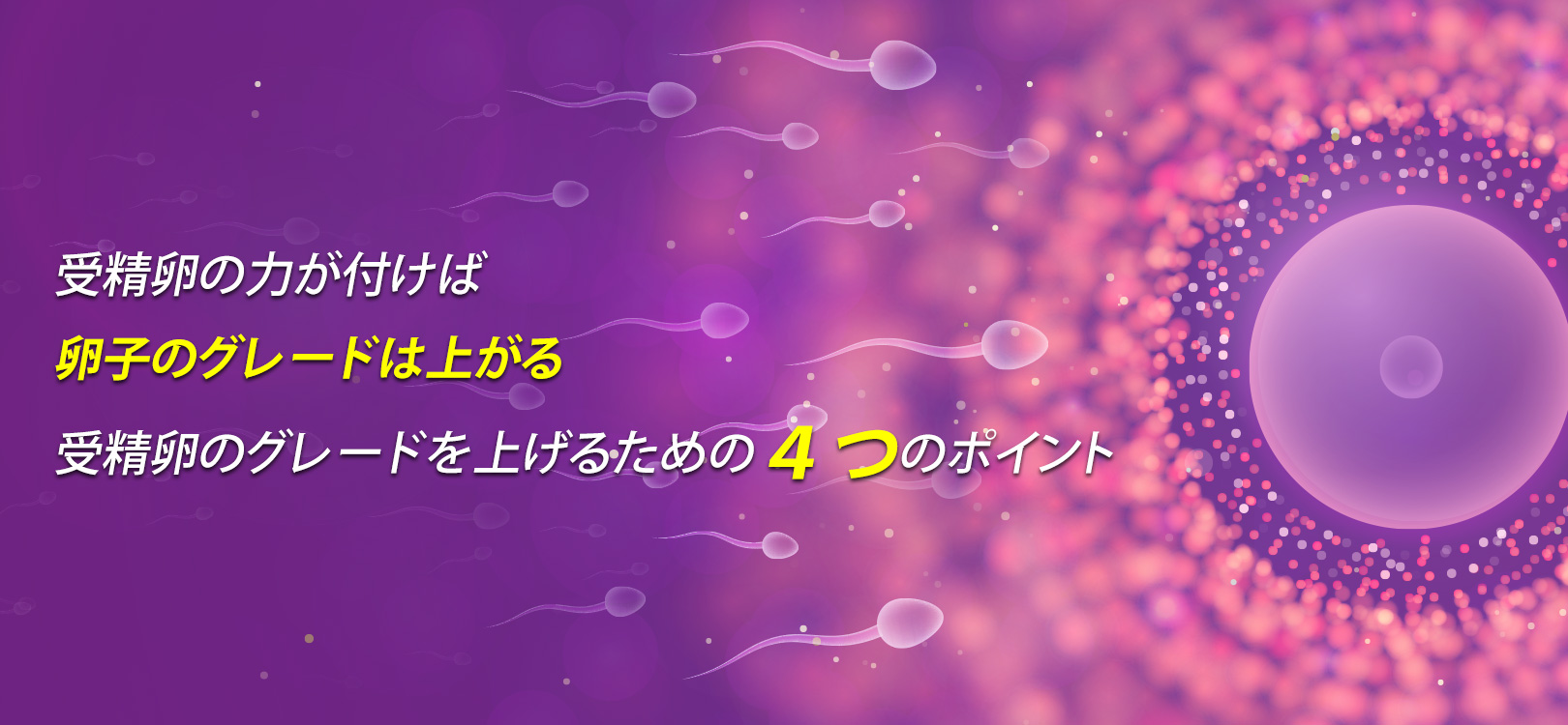 受精卵の力が付けば卵子のグレードは上がる受精卵のグレードを上げるための4つのポイント