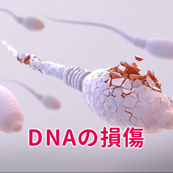 DNAの損傷