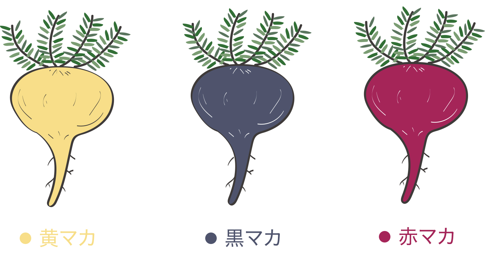 赤マカ・黄マカ・黒マカ