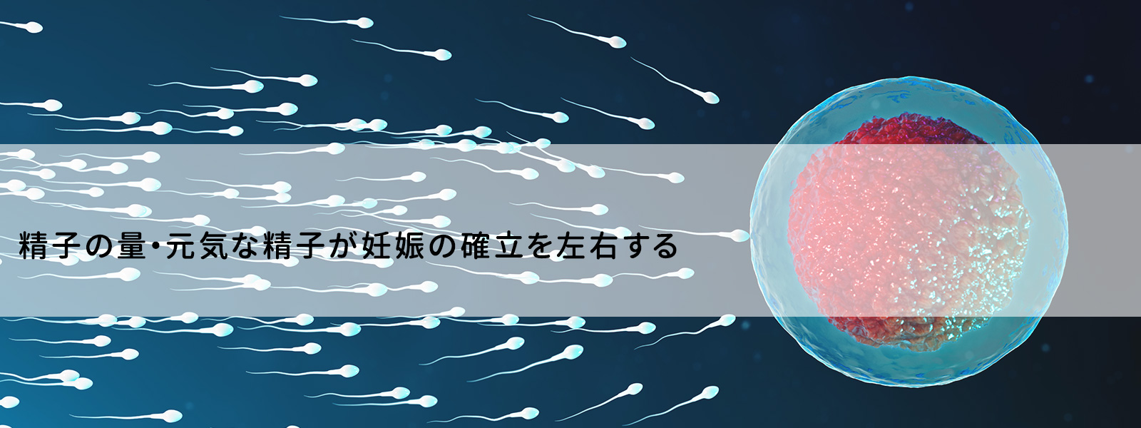 精子の量・元気な精子が妊娠の確率を左右する