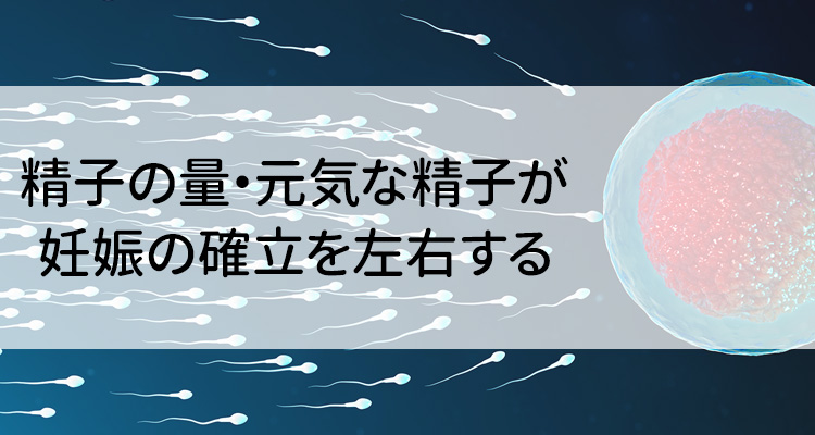 精子の量・元気な精子が妊娠の確率を左右する