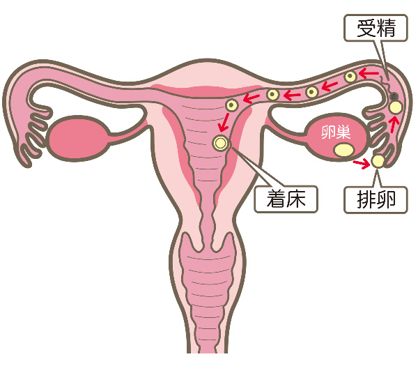 子宮