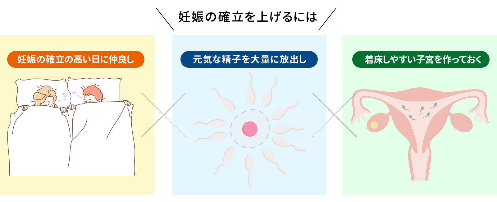 妊娠の確率を上げるには妊娠の確率の高い日になかよしX元気な精子を大量に放出しX着床しやすい子宮を作っておく