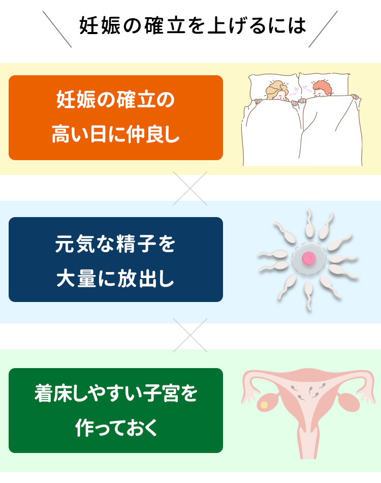 妊娠の確率を上げるには妊娠の確率の高い日になかよしX元気な精子を大量に放出しX着床しやすい子宮を作っておく