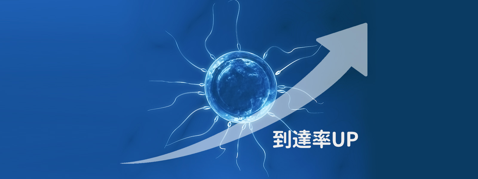妊娠の確率を上げるには妊娠の確率の高い日になかよしX元気な精子を大量に放出しX着床しやすい子宮を作っておく