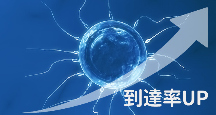 妊娠の確率を上げるには妊娠の確率の高い日になかよしX元気な精子を大量に放出しX着床しやすい子宮を作っておく