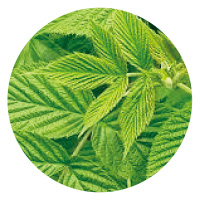 ラズベリーリーフ