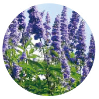 チェストツリー