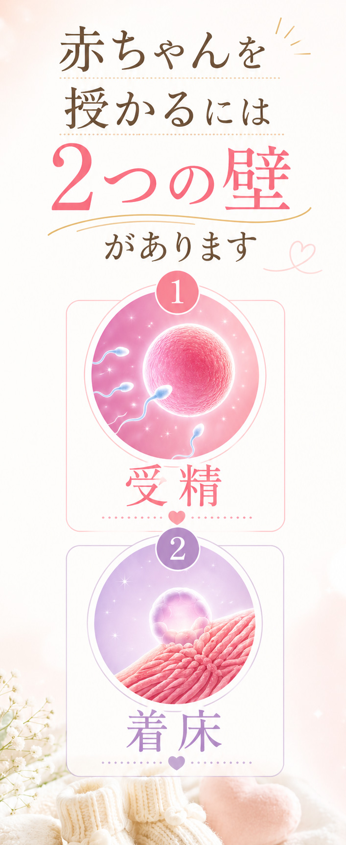赤ちゃんを授かるには2つの壁があります① 受精② 着床