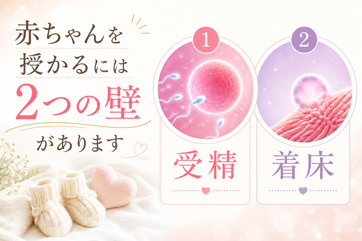 赤ちゃんを授かるには2つの壁があります① 受精② 着床