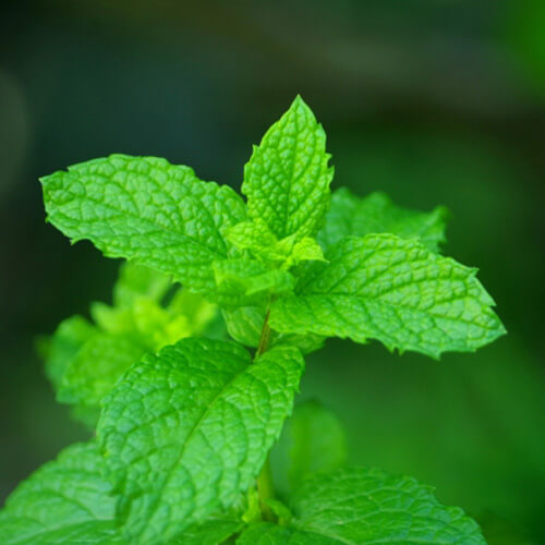 スペアミントエッセンシャルオイル