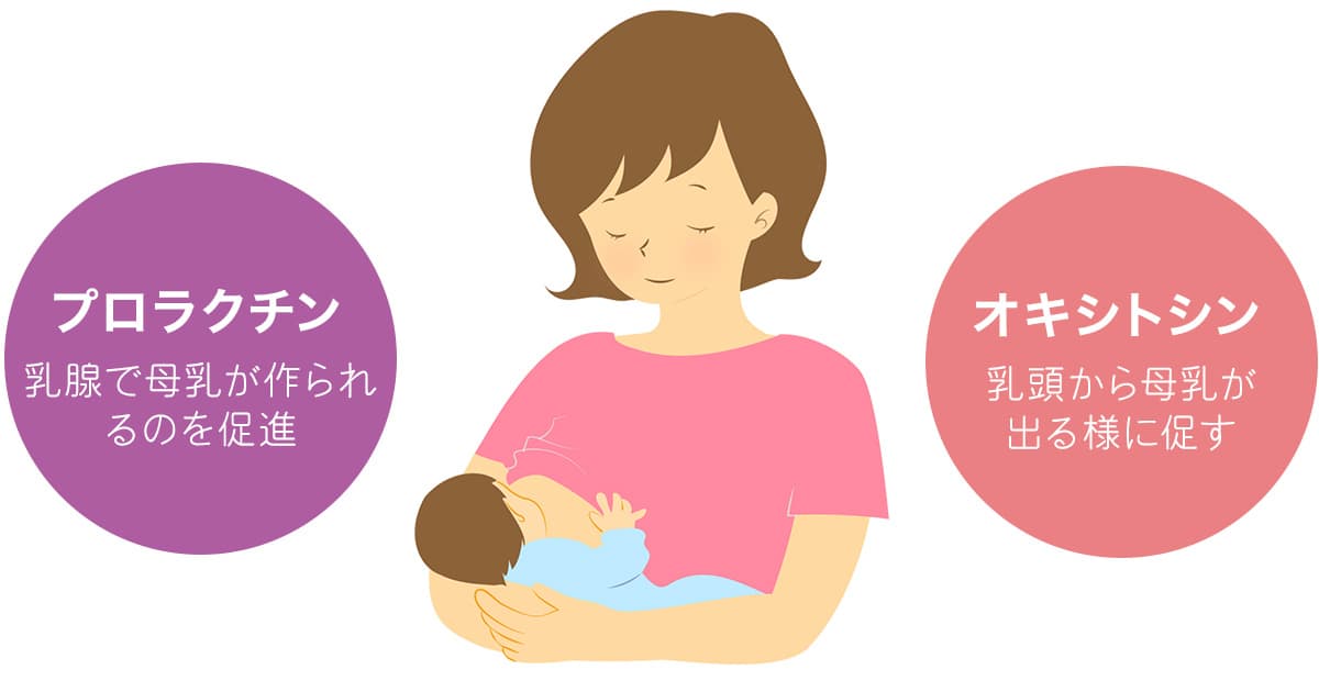 プロラクチン：乳腺で母乳が作られるのを促進。オキシトシン：乳頭から母乳が出る様に促す