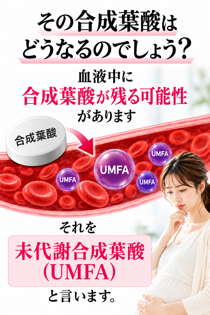 合成葉酸が血液中に残る可能性と未代謝合成葉酸（UMFA）を示したイメージ