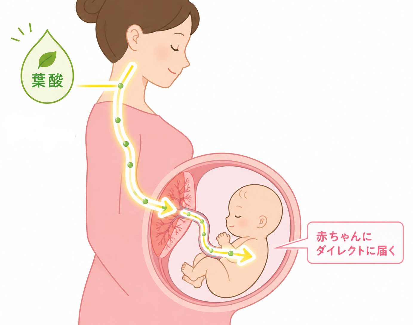 母体→赤ちゃんへ栄養（葉酸）がダイレクトに届く